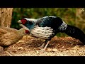 the stunning beauty of silver pheasant birds 4k ultra hd ❤️❤️