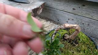 Making Bonsai; Quick Opportunity to Style an Escallonia