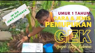 PEMUPUKAN Kelapa Genjah Entog Kebumen (GEK) Umur 1 Tahun Setelah Tanam