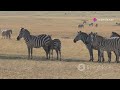 zebra rap video 🦓