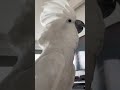 Mind-Blowing Cockatoo Head Banging to Metallica’s “Eye of the Tiger”! 🦜🤘