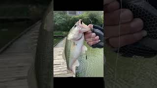 Taiwanese Largemouth Bass  /  Drop Shot Rig