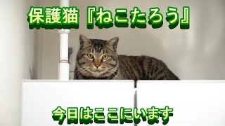 保護猫ねこたろう　今日はここにいます　#保護猫 #ねこたろう #冷蔵庫 #cat #stray_cat #sheltered_cat #refrigerator