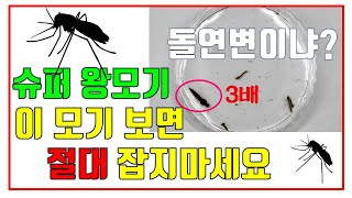 슈퍼왕모기? 돌연변이? 여름에 이 모기 보면 절대 잡지마세요!