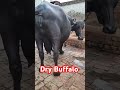 milking dry murrah buffalo murra buffalo dry