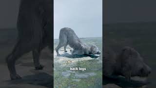 Dog Crawls Home After Tornado