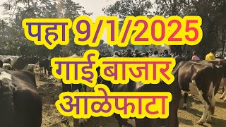 पहा 9/1/2025 गाई बाजार आळेफाटा #गाई #गाईबाजार #गाईबाजार #cow #आळेफाटा #बाजार