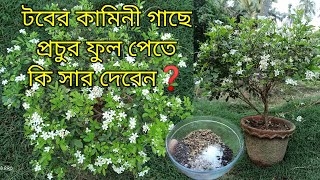 টবে কামিনী ফুল গাছে প্রচুর ফুল পেতে  কি করবেন || Dwarf kamini/Madhu Kamini Plant Care || Baganbilas