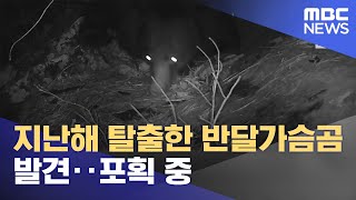 지난해 탈출한 용인 반달가슴곰 발견‥포획 중 (2022.03.28/5MBC뉴스)