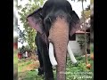 ഗജരാജ പ്രജാപതി.. മംഗലാംകുന്ന് അയ്യപ്പൻ elephant ayyappan