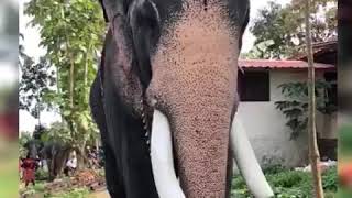 ഗജരാജ പ്രജാപതി.. മംഗലാംകുന്ന് അയ്യപ്പൻ| #Elephant #Ayyappan