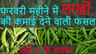 फरवरी में ग्वार फली की खेती से कमाई 2 से 3 लाख ? Cluster beans farming A to Z | Gwar fali ki kheti