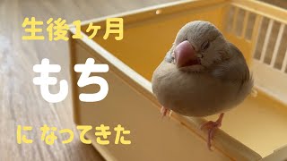 もちになりつつある文鳥のヒナ [文鳥飼育記録 生後31日] JavaSparrow