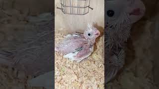 Cockatiel Baby So Beautiful 😘|Z.A Aviary|#birdchicks #viral