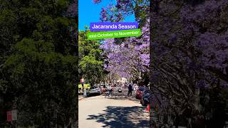 #sydney JACARANDA SEASON!! BEST SPOTS in Sydney 🇦🇺🪻#shorts #sydneyevents