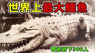 世界上10只“最龐大”的鱷魚，古斯塔夫巨鱷十年殺戮300人，硬抗機器掃射，至今難尋踪迹 |#世界之最top #世界之最 #出類拔萃 #腦洞大開 #top10 #最大鱷魚