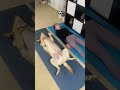 my dog does yoga