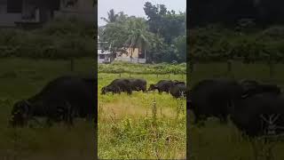 നല്ല മഴയുള്ള ദിവസം