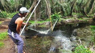 IKAN DALAM TANGKUL MELIMPAH RUAH