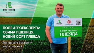 ПОЛЕ АГРОЕКСПЕРТА: озима пшениця Плеяда - новий сорт від Лімагрейн| Технологічні аспекти вирощування