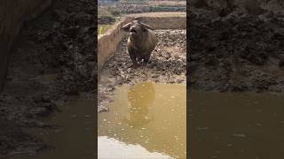 Strong buffalobull in deep mud #shorts #buffalovideo #buffalo #trending #shortsfeed #indiatopindia