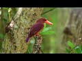 【枝上に】リュウキュウアカショウビン ryukyu ruddy kingfisher