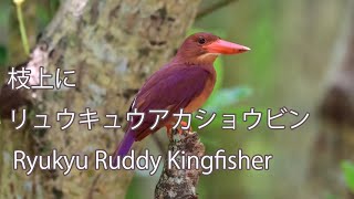 【枝上に】リュウキュウアカショウビン Ryukyu Ruddy Kingfisher