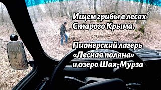 Грибы в лесах Старого Крыма, Лесная поляна, Шах-Мурза