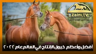 أعظم وأفضل خيول الإنتاج في الخيل العربي الأصيل في العالم عام 2022 | Best sires in 2022