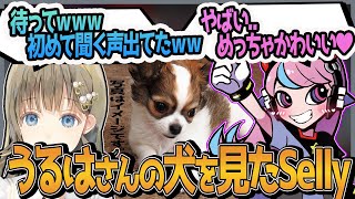 【Selly切り抜き/CRカップカスタム】うるはさんの犬が可愛すぎて凄い声を出すSelly【一ノ瀬うるは/英リサ/APEX】