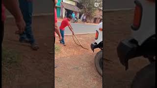 Indian rat snake rescue ichhapur athgarh cuttack