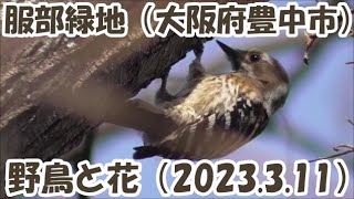 服部緑地（大阪府豊中市）の散歩中に見つけた鳥と花。２０２３年３月１１日（土）