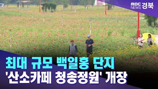 최대 규모 백일홍 단지 '산소카페 청송정원' 개장 / 안동MBC