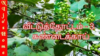 வீட்டுத் தோட்டம் 3 சுண்டைக்காய் செடி மற்றும் அதன் நன்மைகள்|Benefits of Sundaikkai Plant|Turkey Berry