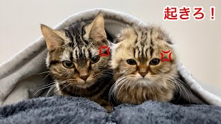 朝寝坊したら先住猫と新入り子猫が激怒しながら起こしにきましたw