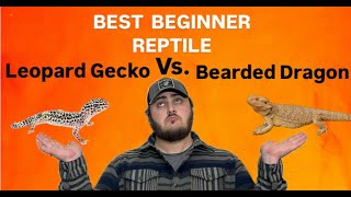 BEST BEGINNER REPTILE? - Leopard Gecko vs. Bearded Dragon