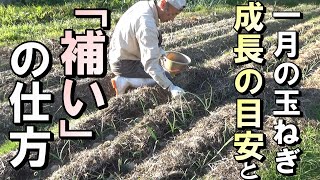 【自然農】「自然農の玉ねぎ」1月の成長の目安と「補い」の仕方　2022年12月27日【natural farming】