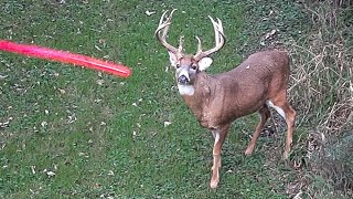 11 Shots in 11 Minutes! 2021 Bowhunting Shot Compilation Pt. 1