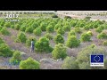 Reforestation anti-desertification in Los Monegros Desert Zaragoza Spain with Groasis