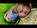 new seeing poor little baby monkey orphans they have no mother brother is feeding