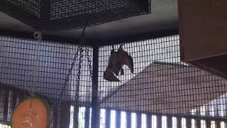 Zoo Buddy: Egyptian Fruit Bats!