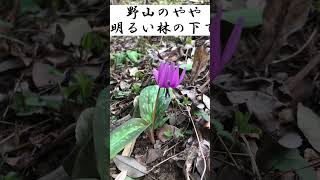 カタクリの花の歌