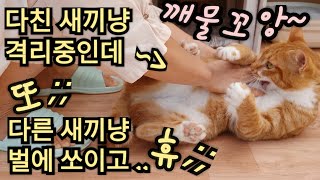 158화- 치료중인 새끼냥 열흘만에 마당에 나와서 사냥^^; 벌에 쏘인 고양이, 신문지 깔고 누우신 엄마냥, 길고양이 밥주기, 가을 산책, 마당고양이