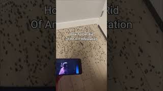 KSI New Song Gets Rid Of Ant Infestation 😭 #shorts