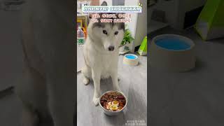 这个哈士奇成精了吧，饭前饭后判若两狗。#狗狗 #dog #宠物 #pets #cuteanimals #funnyanimal