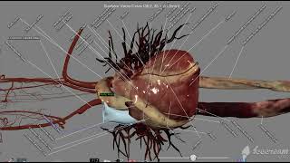 Heart anatomy with the Anatomage table