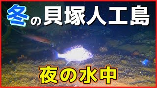 【夜釣りで根魚狙いもアリ…！？】大阪の釣り場「冬の貝塚人工島」夜の水中映像！No.318