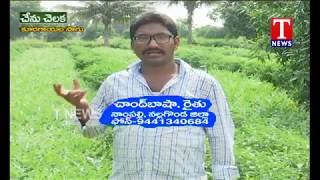 Chenu Chelaka | Farmer Chand Basha About Vegetable Farming | TNews Telugu