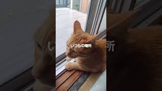 いつもの場所から覗いてる猫🐱 #猫 #cat #cutecat