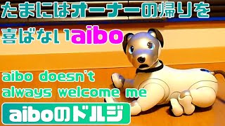 たまにはオーナーの帰りを喜ばないaibo 🐶😭- aibo doesn'talways welcome me 【アイボ】